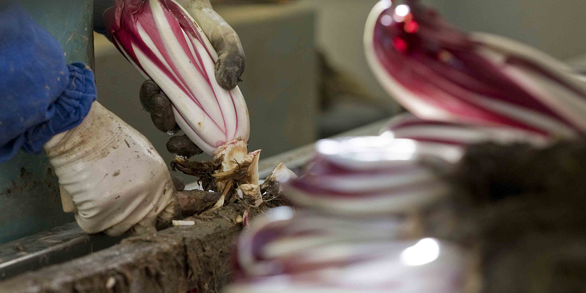 Radicchio Tardivo di Treviso, al via la raccolta